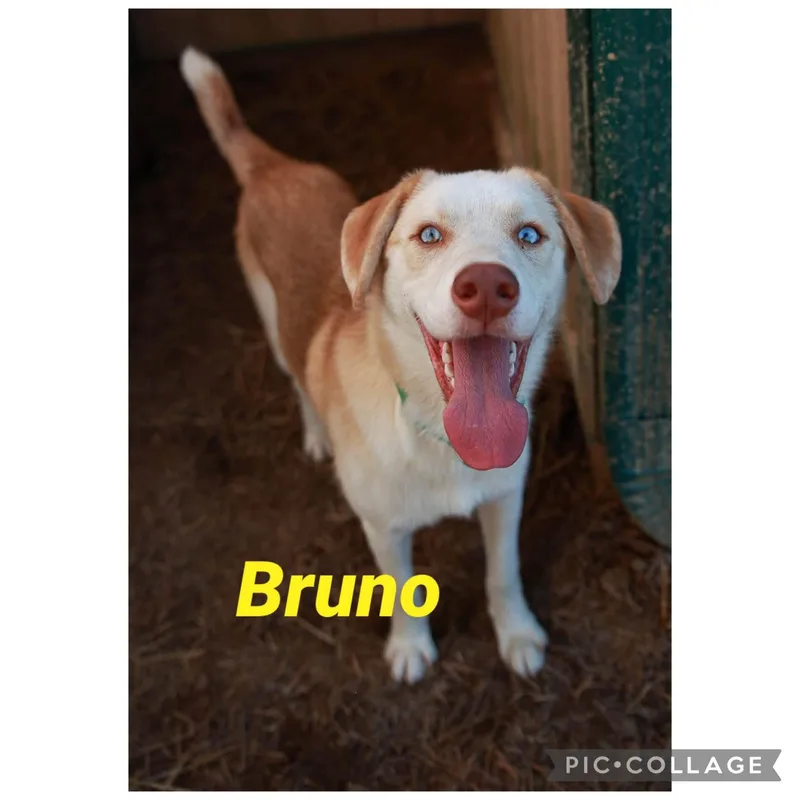 Bruno