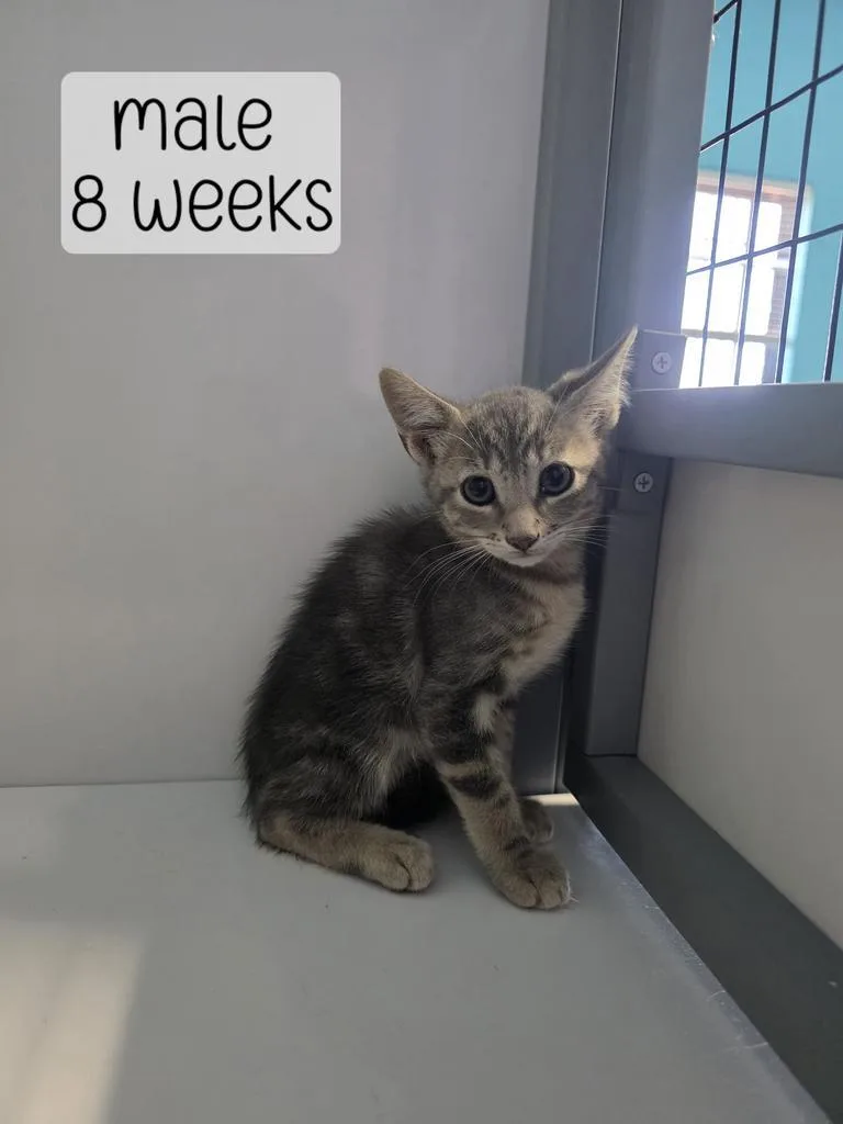 A baby medium-sized male Domestic Short Hair cat named Coffee Cake for adoption in Holbrook, AZ