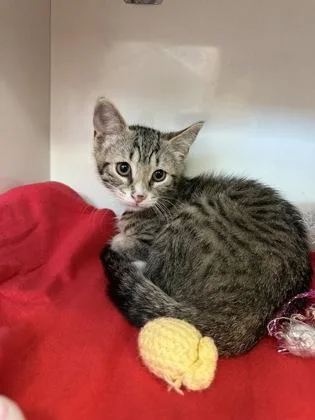 A baby small-sized female Domestic Short Hair cat named Finn for adoption in Manteo, NC