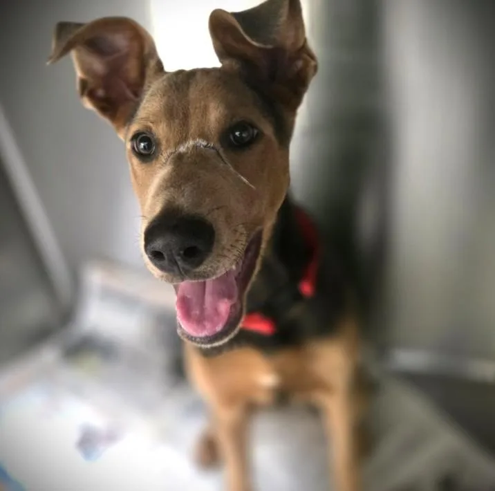 A young medium-sized female German Shepherd Dog dog named Chevy for adoption in Los Angeles, CA