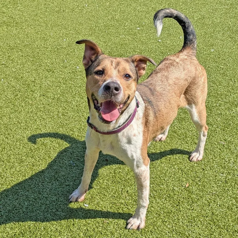 Bella  Where Have thumbnail 2