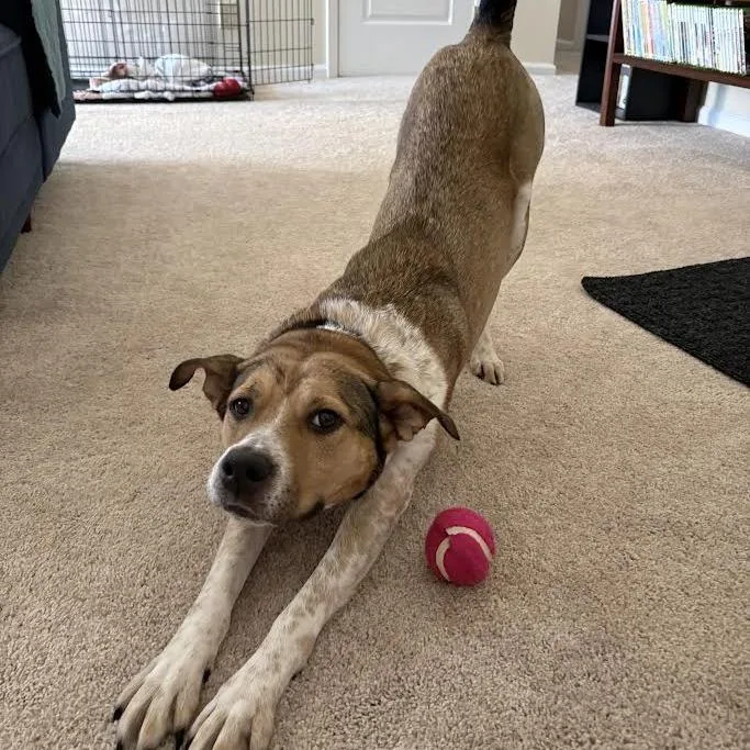 Bella  Where Have thumbnail 3