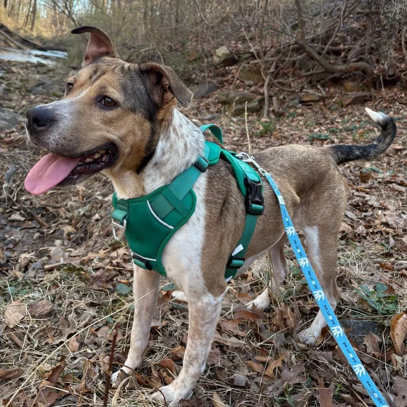 Bella  Where Have thumbnail 6