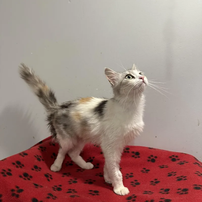 A baby medium-sized female Persian cat named Rose for adoption in Fairfax, VA