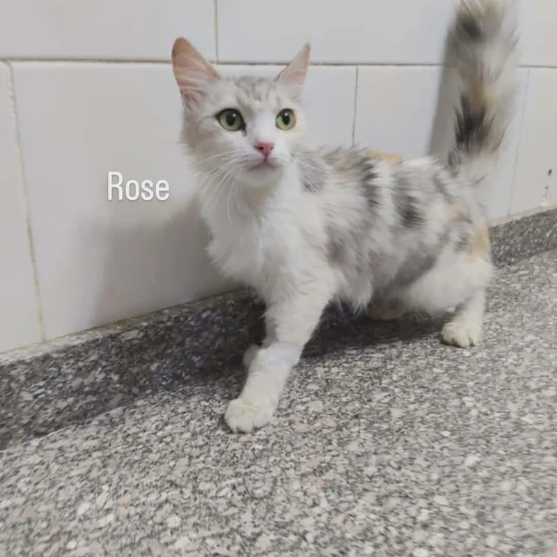 Rose thumbnail 3