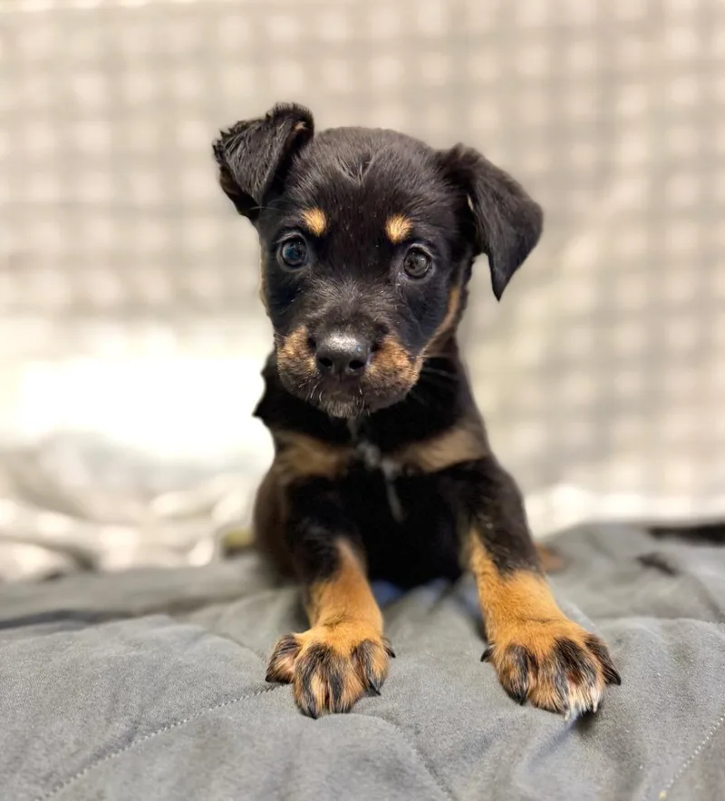 A baby small-sized male Mixed Breed dog named Atlas for adoption in Ellijay, GA