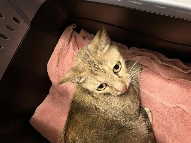 A young medium-sized female Domestic Short Hair cat named Caterine'S for adoption in Long Beach, CA