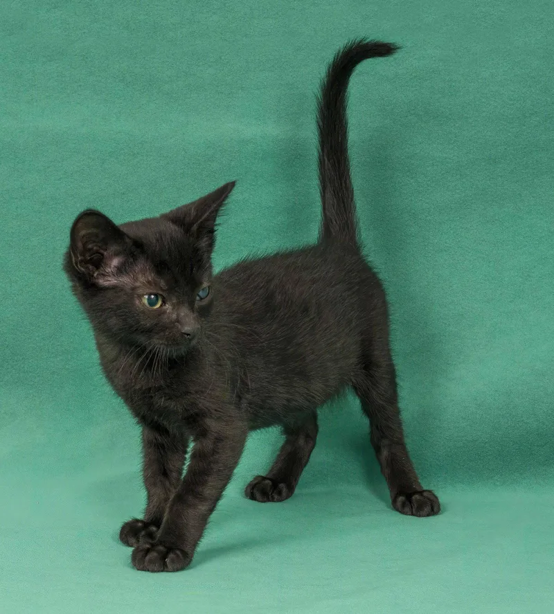 A young medium-sized female Black Domestic Short Hair cat named Goldfinch for adoption in Davis, CA