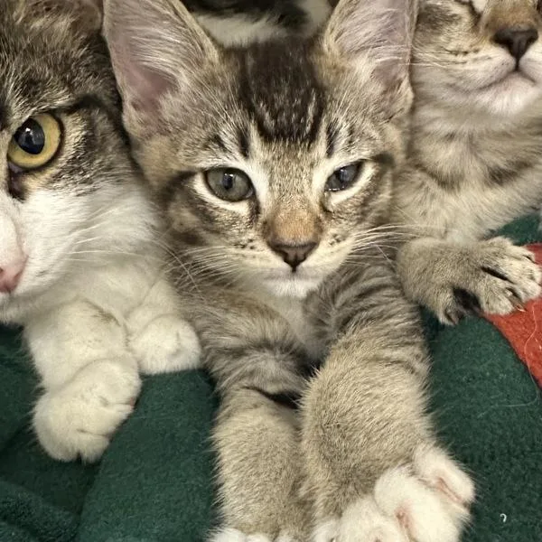 A baby small-sized male Domestic Short Hair cat named Hornbeam for adoption in Walnut Creek, CA