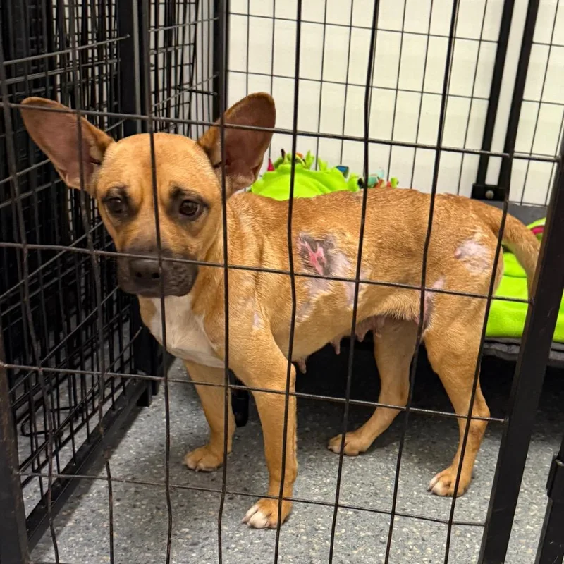 An adult small-sized female Mixed Breed dog named Starlight for adoption in Houston, TX
