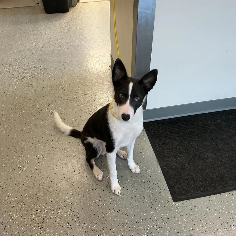 A young medium-sized male Gray / Blue / Silver Collie dog named Keen for adoption in Galax, VA