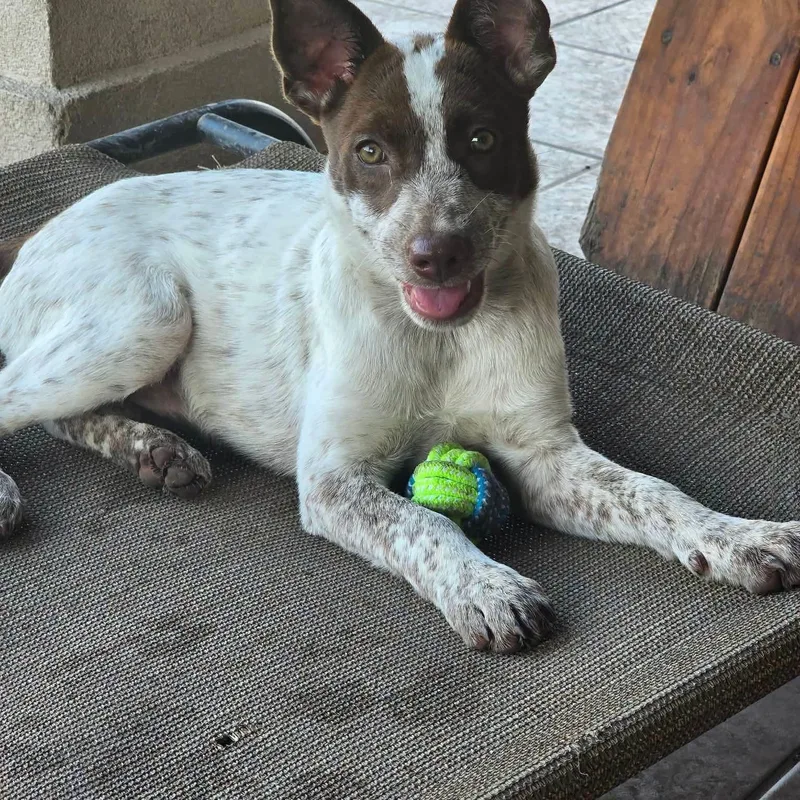 A baby medium-sized female Cattle Dog dog named Scarlett for adoption in PLAINFIELD, CT