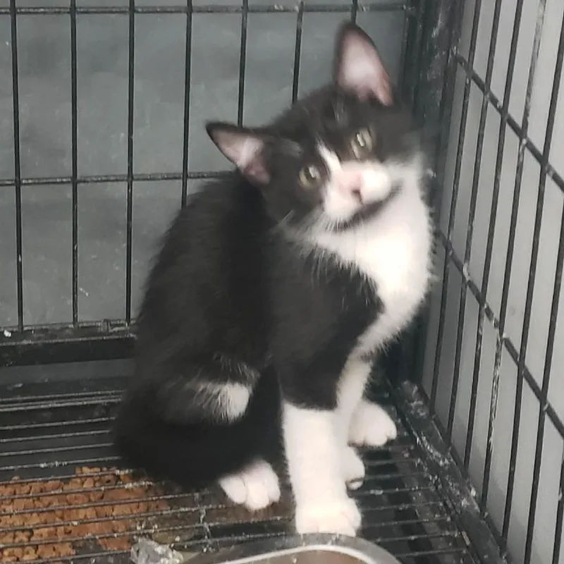 A baby small-sized male Black Domestic Short Hair cat named Raker for adoption in Fredericksburg, TX