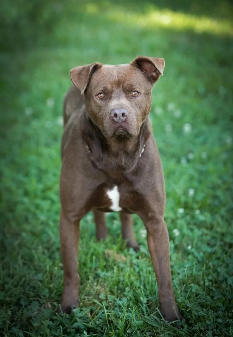 An adult large-sized male American Bulldog dog named Cooper for adoption in kingsland, GA