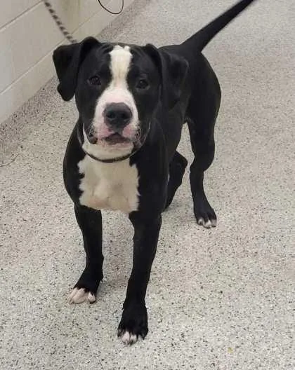 A young large-sized male Black Pit Bull Terrier dog named Moe for adoption in Kansas City, MO
