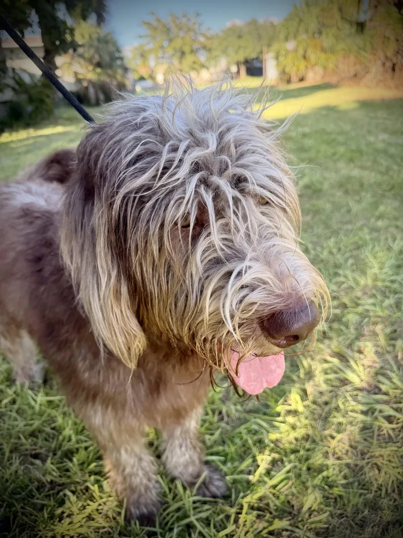 An adult large-sized male Standard Poodle dog named Cinnamon for adoption in Sanford, FL