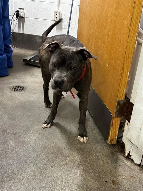 A young medium-sized male Pit Bull Terrier dog named Achilles for adoption in Upper Marlboro, MD