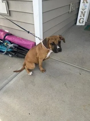 An adult small-sized female Terrier dog named Bambi for adoption in Gastonia, NC