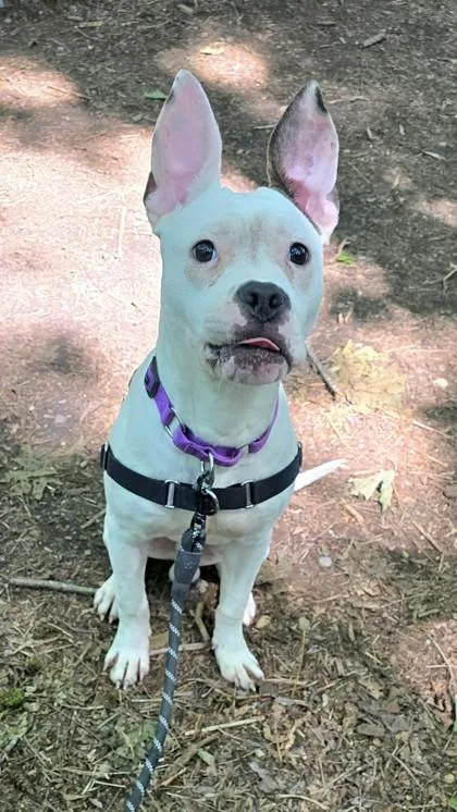 A young medium-sized male American Staffordshire Terrier dog named Zeriss for adoption in Bellevue, WA