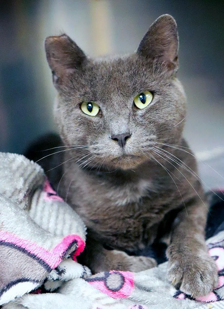 A young medium-sized male Gray / Blue / Silver Domestic Short Hair cat named Shark for adoption in Kansas City, KS