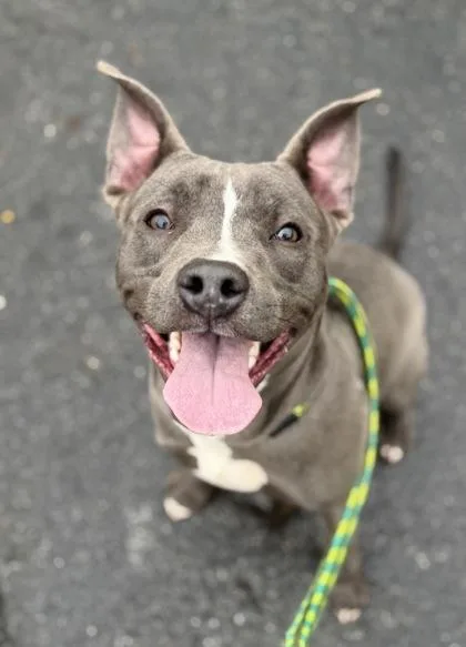 King George thumbnail 2