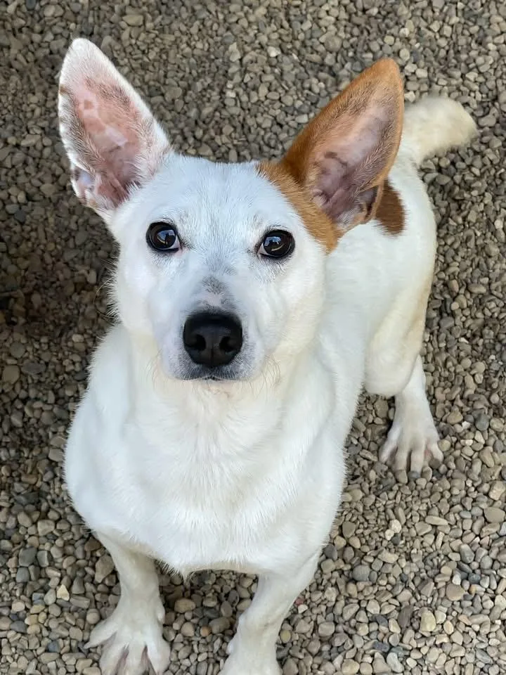 A young small-sized male Yellow / Tan / Blond / Fawn Jack Russell Terrier dog named Fin for adoption in Lacon, IL