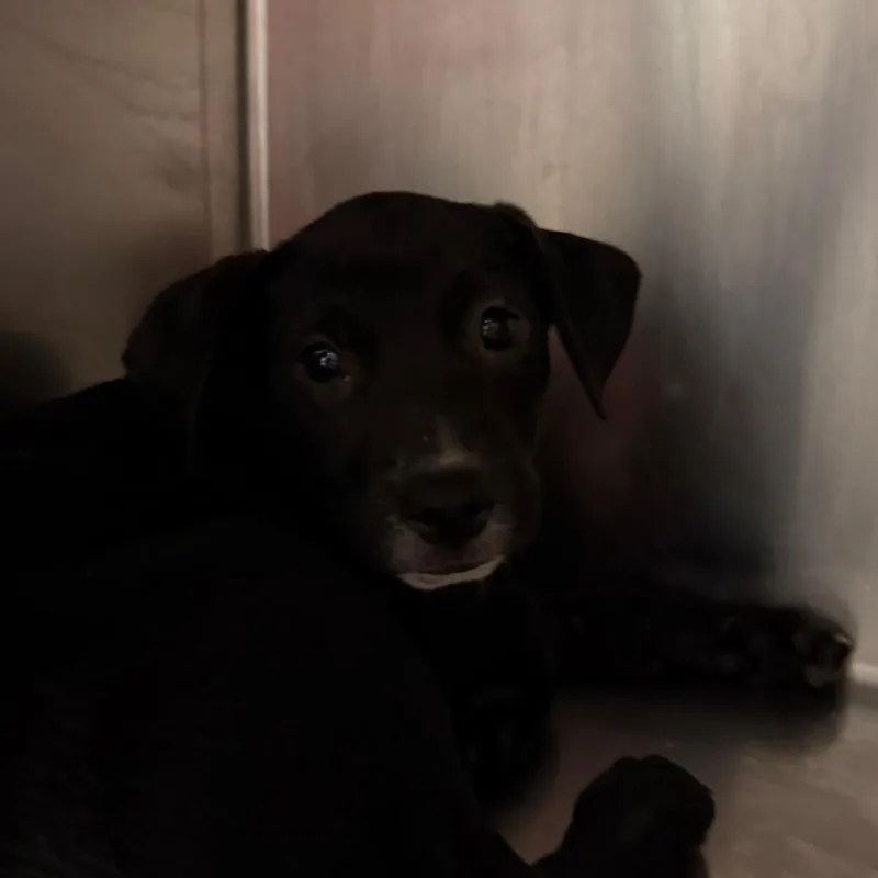A baby small-sized female White / Cream Mixed Breed dog named Raven for adoption in Chattanooga, TN