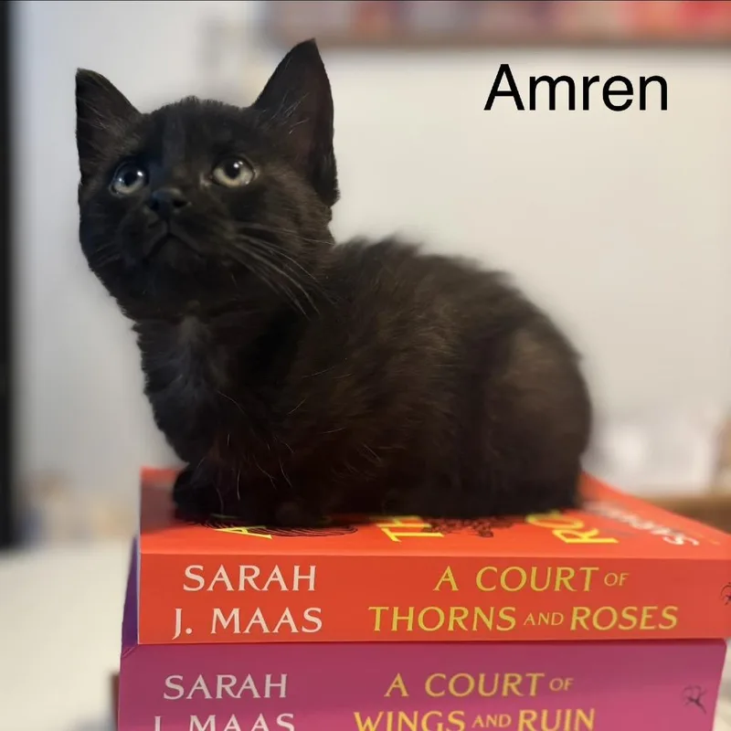 A baby small-sized female Black Domestic Short Hair cat named Amren for adoption in Los Angeles, CA