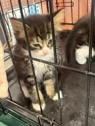 A baby small-sized male Domestic Medium Hair cat named Knot Naught for adoption in San Martin, CA