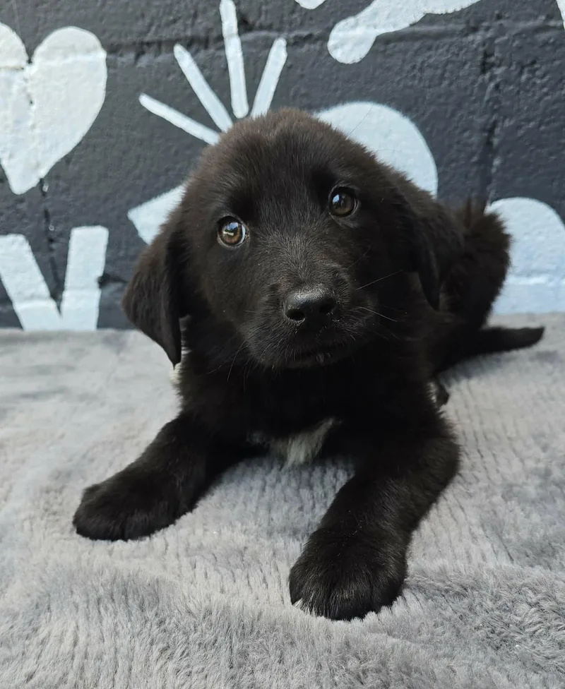A baby medium-sized male Black Great Pyrenees dog named Agave for adoption in Newport, TN
