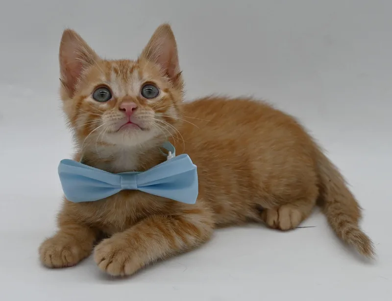 A baby medium-sized male Tabby cat named Fisher. for adoption in Mobile, AL