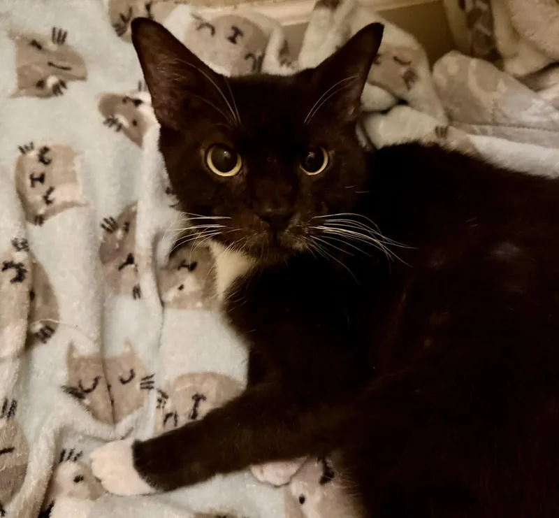 An adult medium-sized female Black & White / Tuxedo Domestic Short Hair cat named Knight for adoption in Oviedo, FL