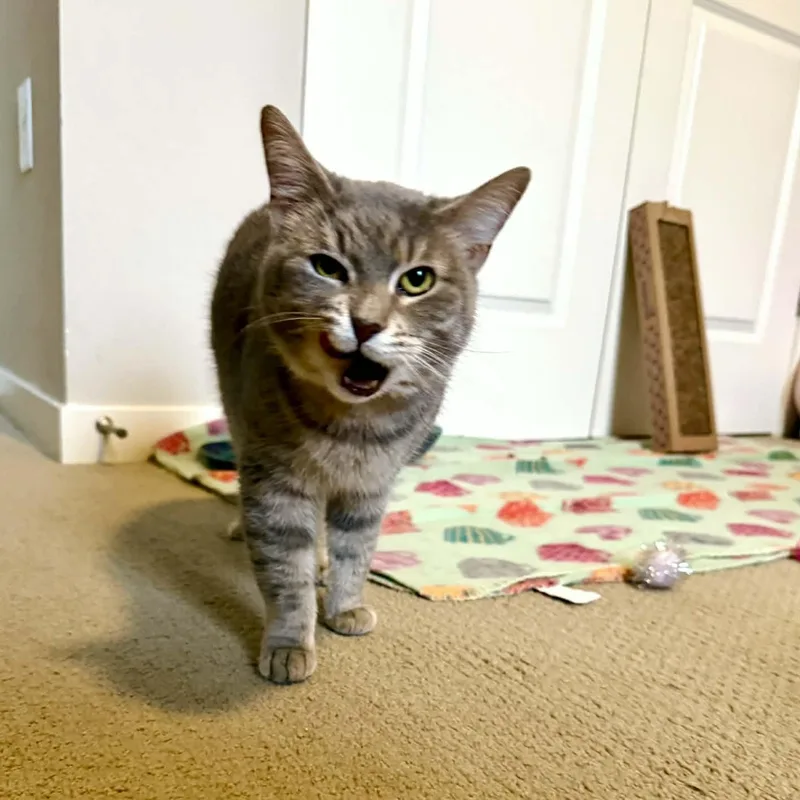 Collette thumbnail 2