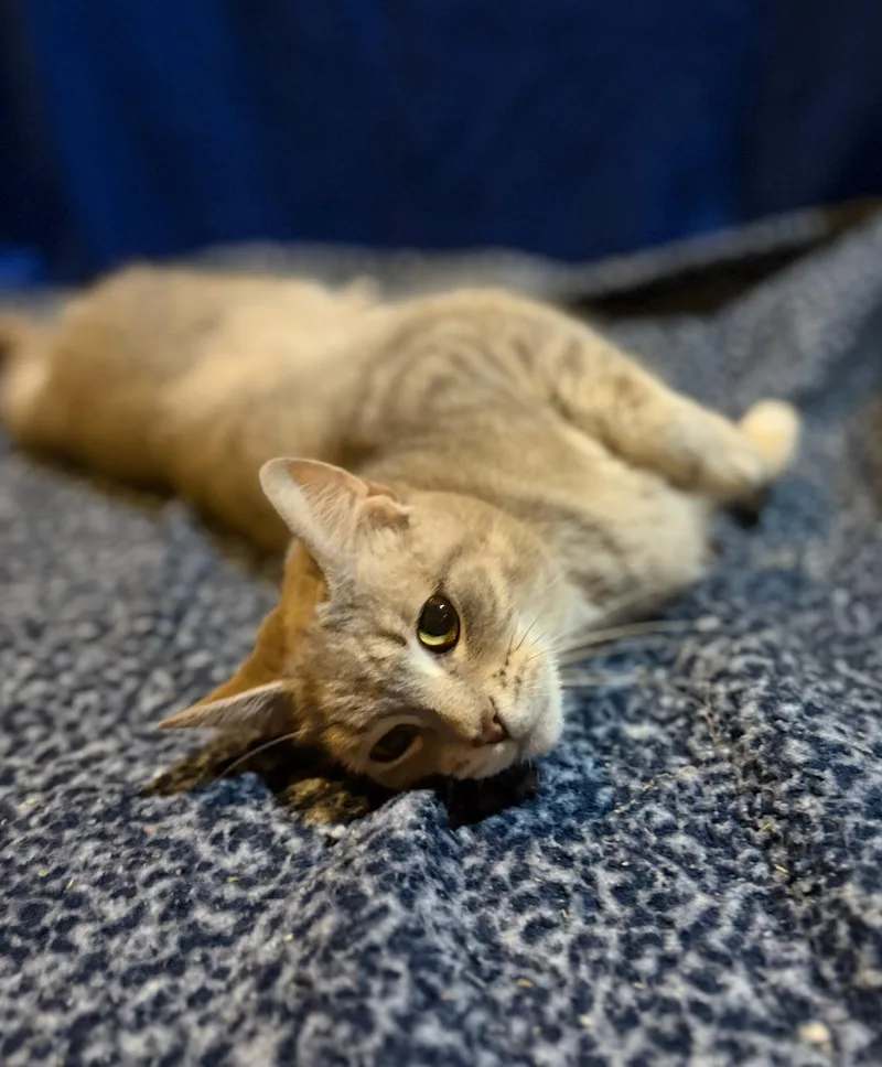 Collette thumbnail 3