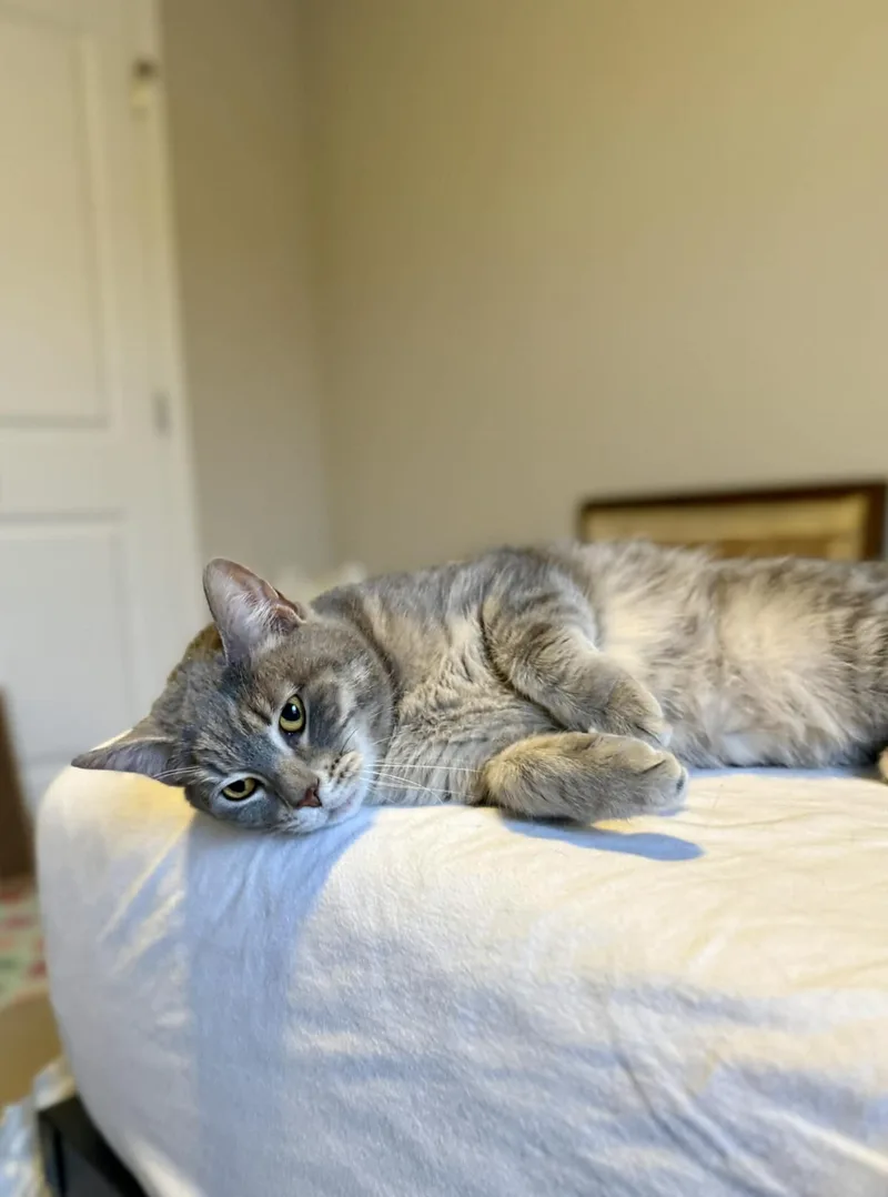 Collette thumbnail 4