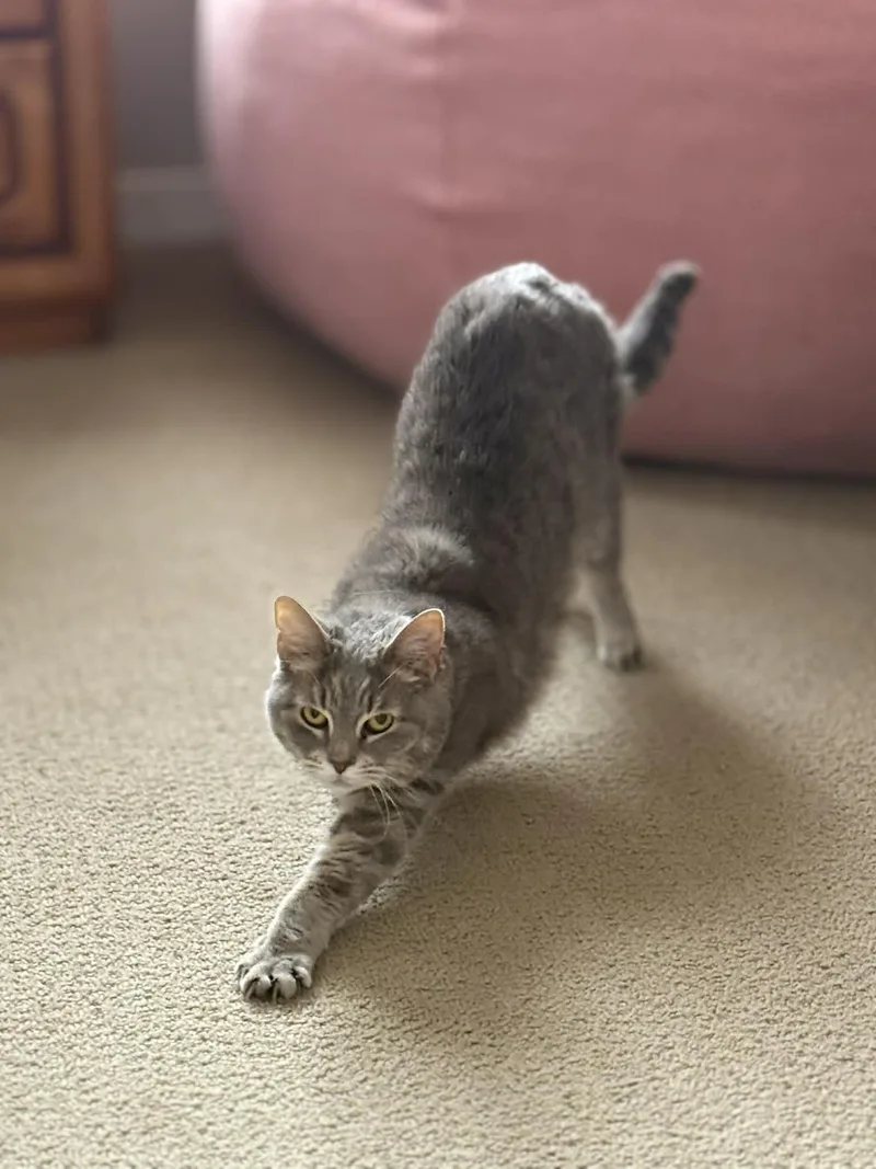 Collette thumbnail 5