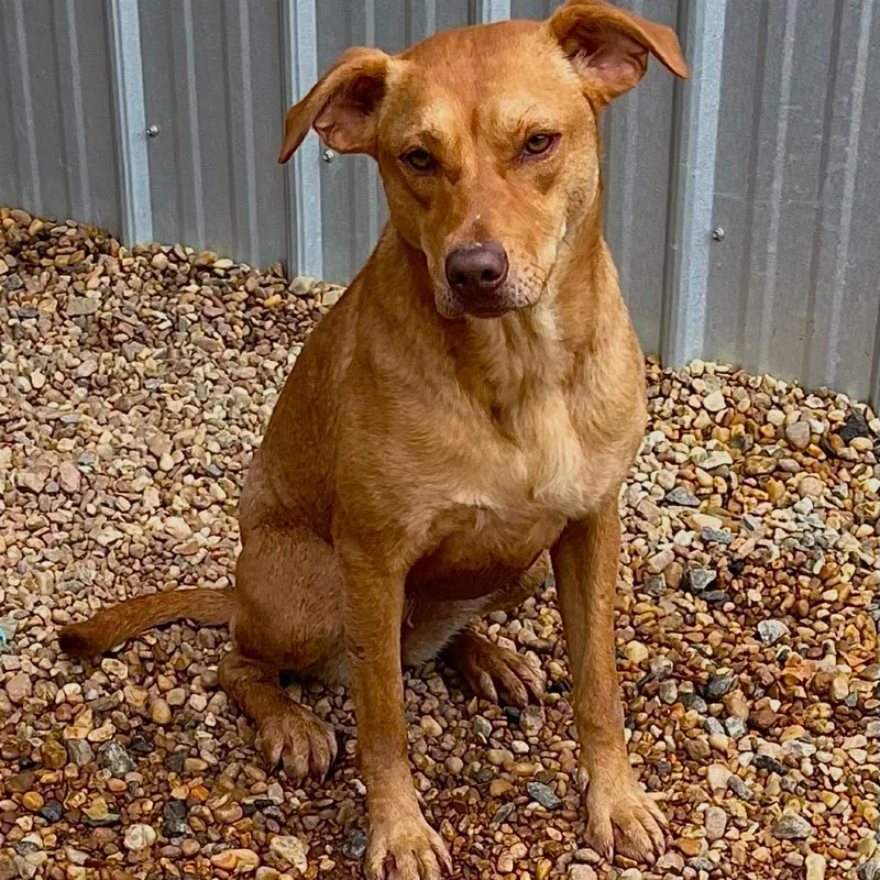 An adult medium-sized female Red / Chestnut / Orange Hound dog named Duchess for adoption in Blairsville, GA
