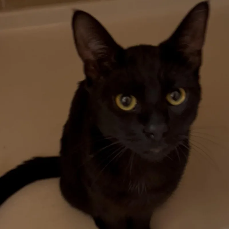 Sharpie Jack thumbnail 2