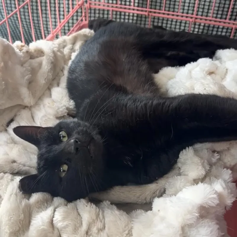 Sharpie Jack thumbnail 3