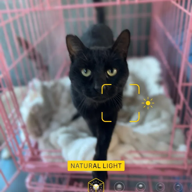 Sharpie Jack thumbnail 4