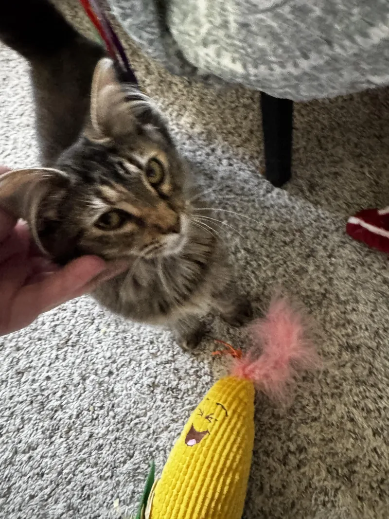 A baby small-sized female Domestic Medium Hair cat named Half for adoption in Bethel Park, PA