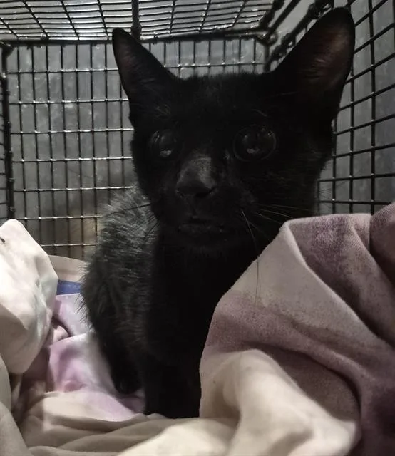 A young small-sized female Domestic Short Hair cat named Briskit for adoption in San Antonio, TX