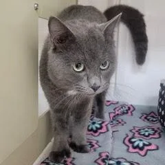 A young medium-sized male Gray / Blue / Silver Domestic Short Hair cat named Uno for adoption in Green Valley, AZ