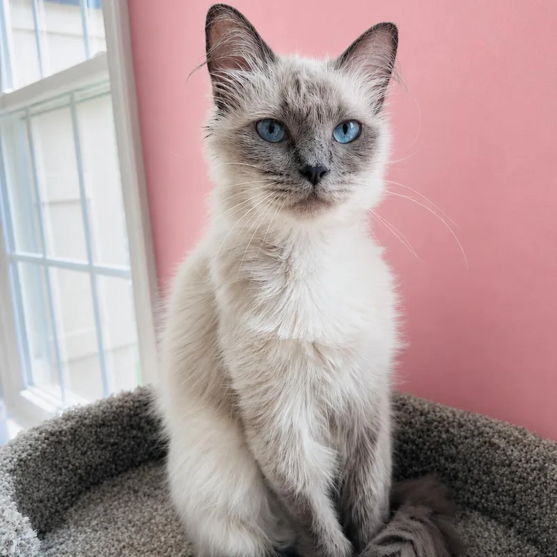 Savannah