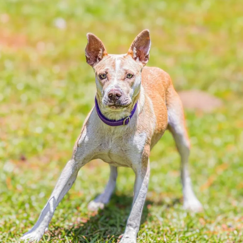 An adult medium-sized female Yellow / Tan / Blond / Fawn American Staffordshire Terrier dog named Tina for adoption in Fairfax Station, VA
