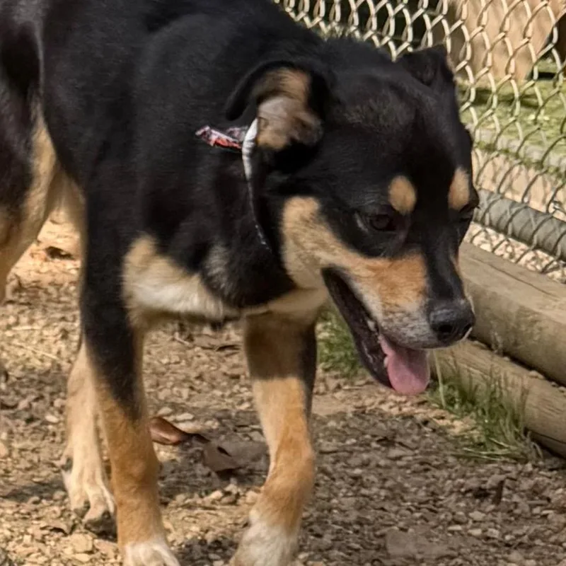 Koda