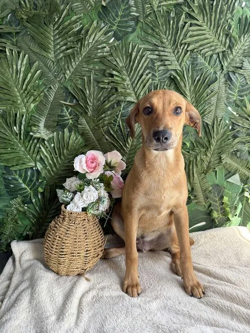 A baby medium-sized male Brown / Chocolate Mixed Breed dog named Lego for adoption in Richmond, VA