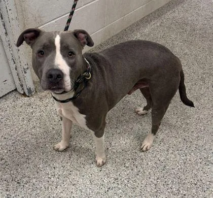 An adult large-sized male Gray / Blue / Silver Pit Bull Terrier dog named Zoobie for adoption in Kansas City, MO