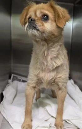 An adult small-sized female Chihuahua dog named June Bug for adoption in Los Angeles, CA