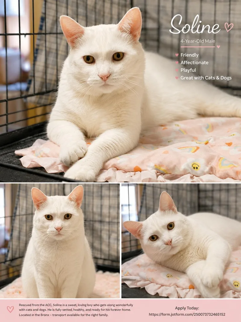 An adult medium-sized male White Domestic Short Hair cat named Soline for adoption in Stamford, CT